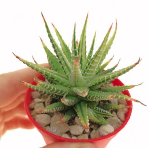 Haworthia Fasciata