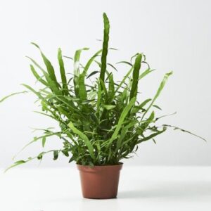 Homalocladium platycladum "Muehlenbeckia platyclada"