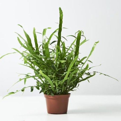 Homalocladium platycladum "Muehlenbeckia platyclada"