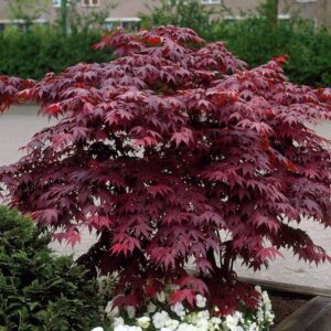 Acero palmato - "Acer palmatum" (Acero rosso giapponese)