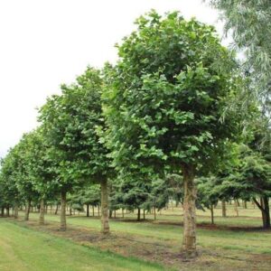 Platano - "Platanus occidentalis"