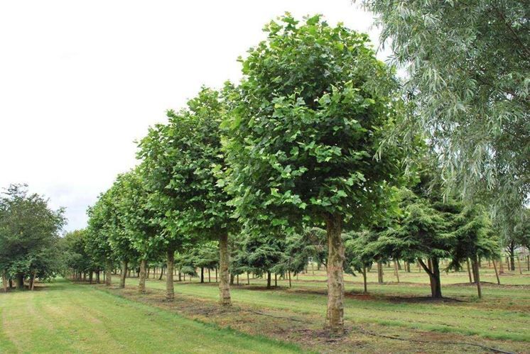 Platano - "Platanus occidentalis"