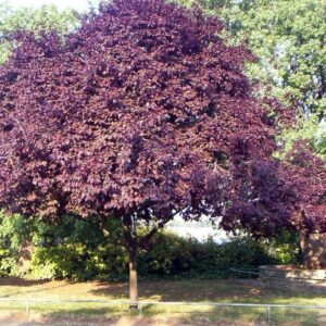 Prunus Pissardi "Prunus Cerasifera Pissardii"