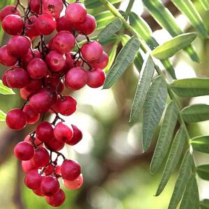 Falso pepe - "Schinus molle"