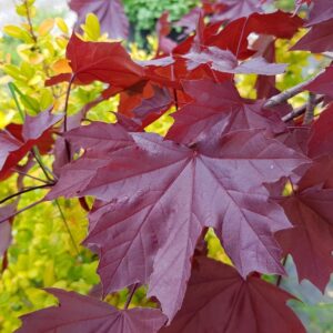 Acer platanoides "Crimson King"