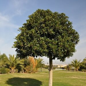 Ficus Australis (Ficus Rubiginosa)