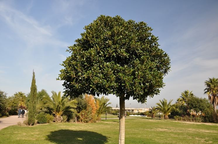 Ficus Australis (Ficus Rubiginosa)