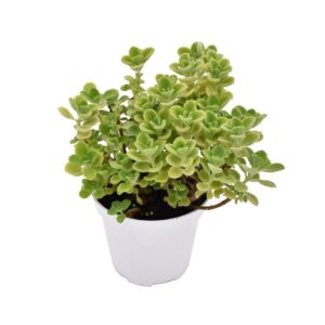 Origano Cubano - Pianta Aromatica Tropicale