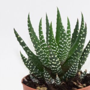 Avorzia Superfasciata