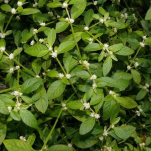 Alternanthera sessilis