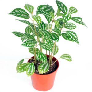 Pilea Cadierei - "Pianta di alluminio"