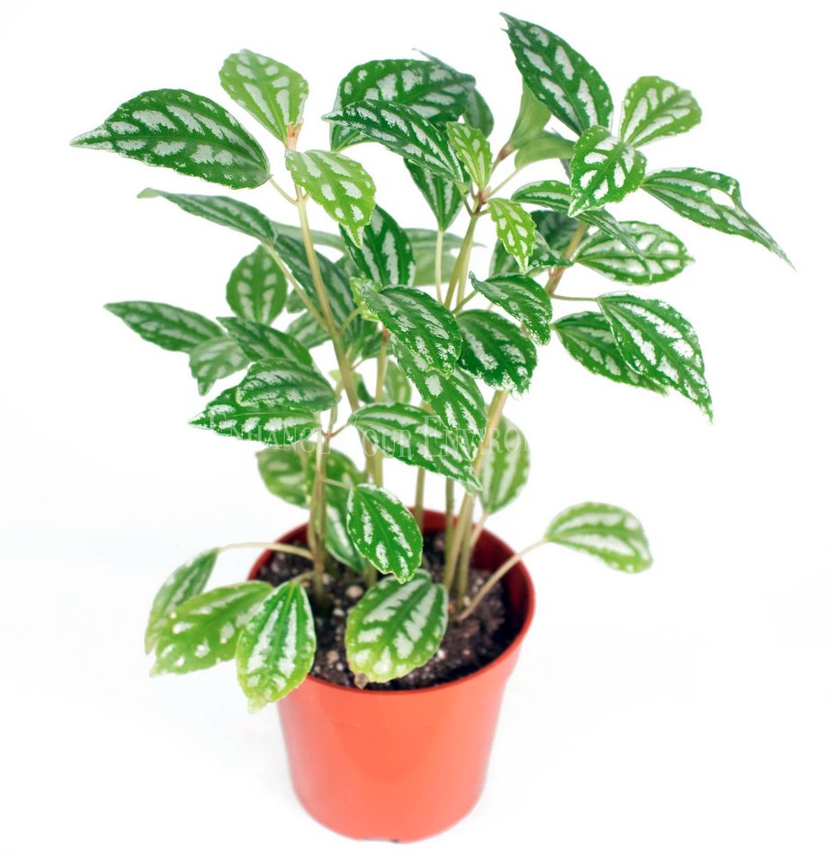 Pilea Cadierei - "Pianta di alluminio"