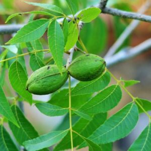 Noce Pecan - "Carya illinoinensis"