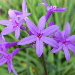 Tulbaghia violacea