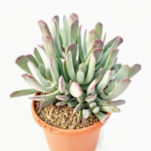 Cotyledon Orbiculata