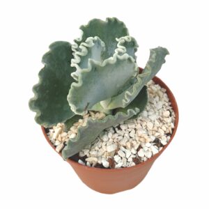 Cotyledon Undulata