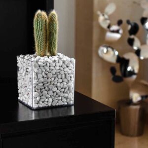 Vaso Trasparente orchidea/cymbidium