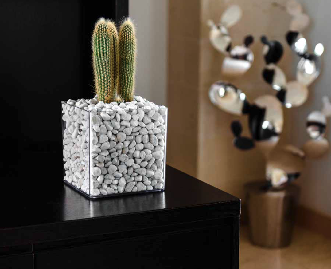 Vaso Trasparente orchidea/cymbidium