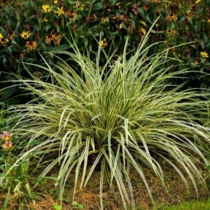 Carex Morrowii
