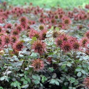 Acaena Microphylla "Kupferteppich"