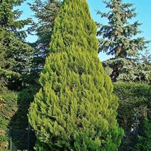 Chamaecyparis Lawsoniana