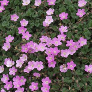 Erodium variabile