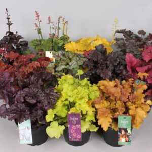 Heuchera Indian Summer