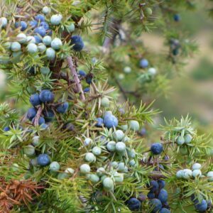 Ginepro - "Juniperus communis"