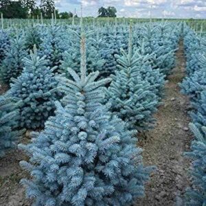 Picea pungens "Kosteriana Hoopsii"