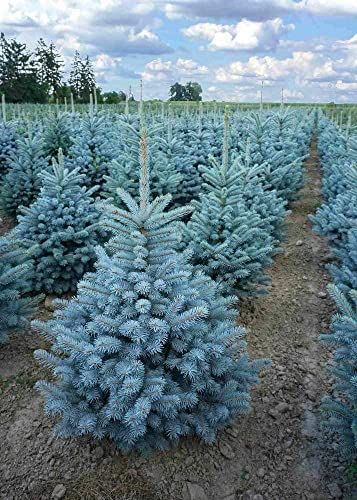 Picea pungens "Kosteriana Hoopsii"