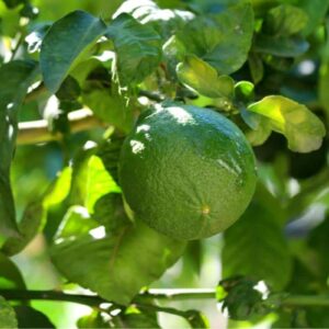 Bergamotto - "Citrus bergamia"