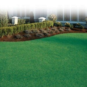 Semi per prato a basso consumo idrico Water Saver