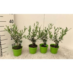 Olivo Bonsai - "Olea europea"