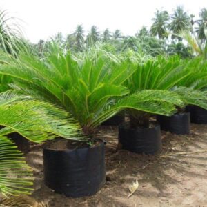 Cicas "Cycas Revoluta"