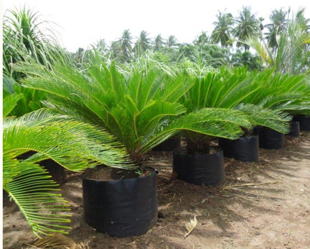 Cicas "Cycas Revoluta"