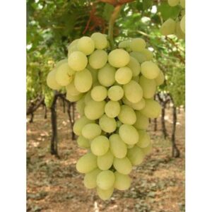 Vitis in VASO (Vitis vinifera)