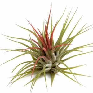 Tillandsia ionantha