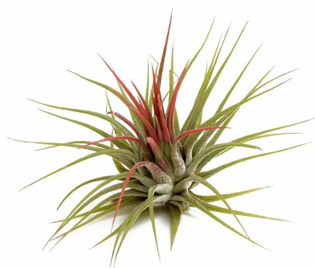 Tillandsia ionantha