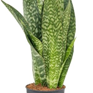 Sansevieria Aubrytiana "Lingua di Suocera"