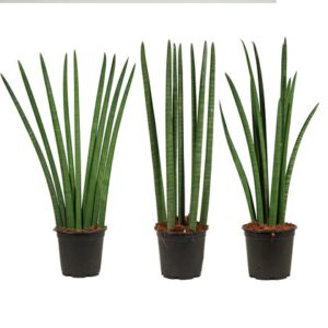 Sansevieria Cylindrica