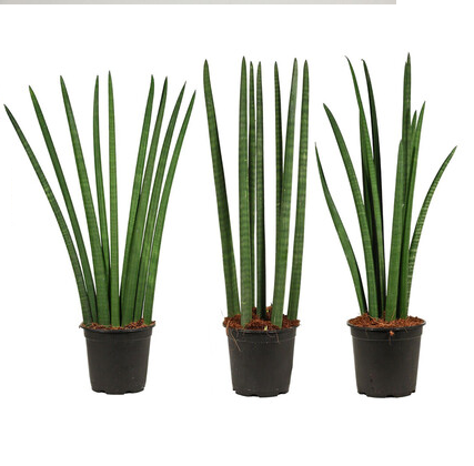 Sansevieria Cylindrica
