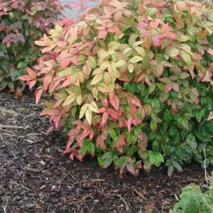 Nandina domestica Fire Power