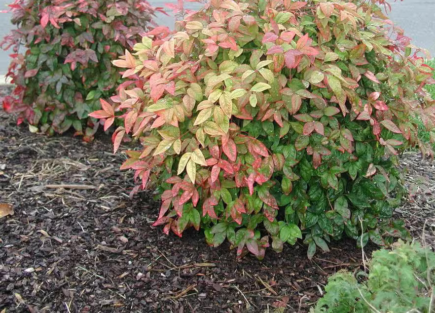 Nandina domestica Fire Power
