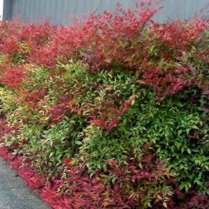 Nandina domestica "Obsessed"