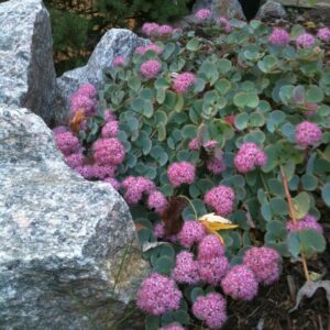 Sedum sieboldii "Seta Giapponese - Erba Teresina"