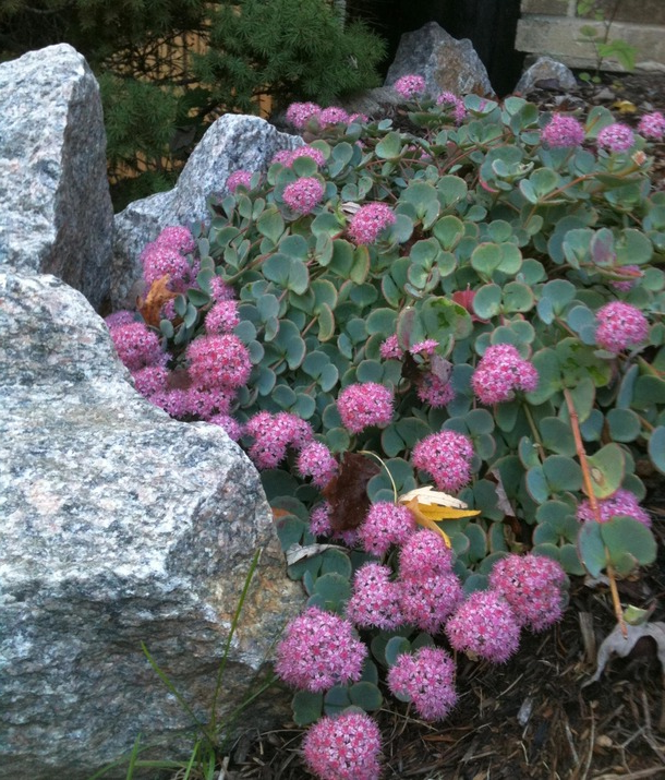 Sedum sieboldii "Seta Giapponese - Erba Teresina"