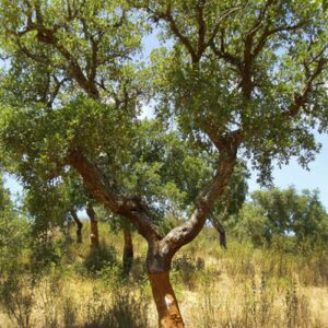 Quercia da sughero - Sughera "Quercus suber"