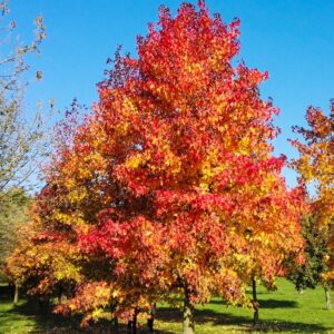 Liquidambar "Liquidambar styraciflua"