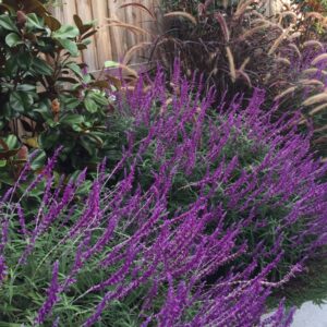 Salvia Leucantha "Sage leucantha"