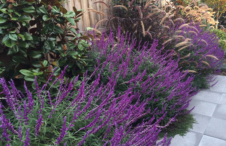 Salvia Leucantha "Sage leucantha"